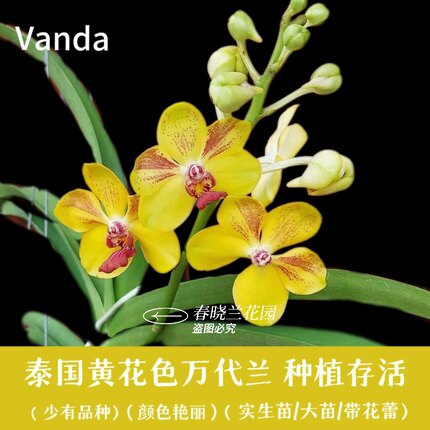 【春晓兰花园】新品兰花洋兰万代兰Vanda玩家收藏热带兰好养好种