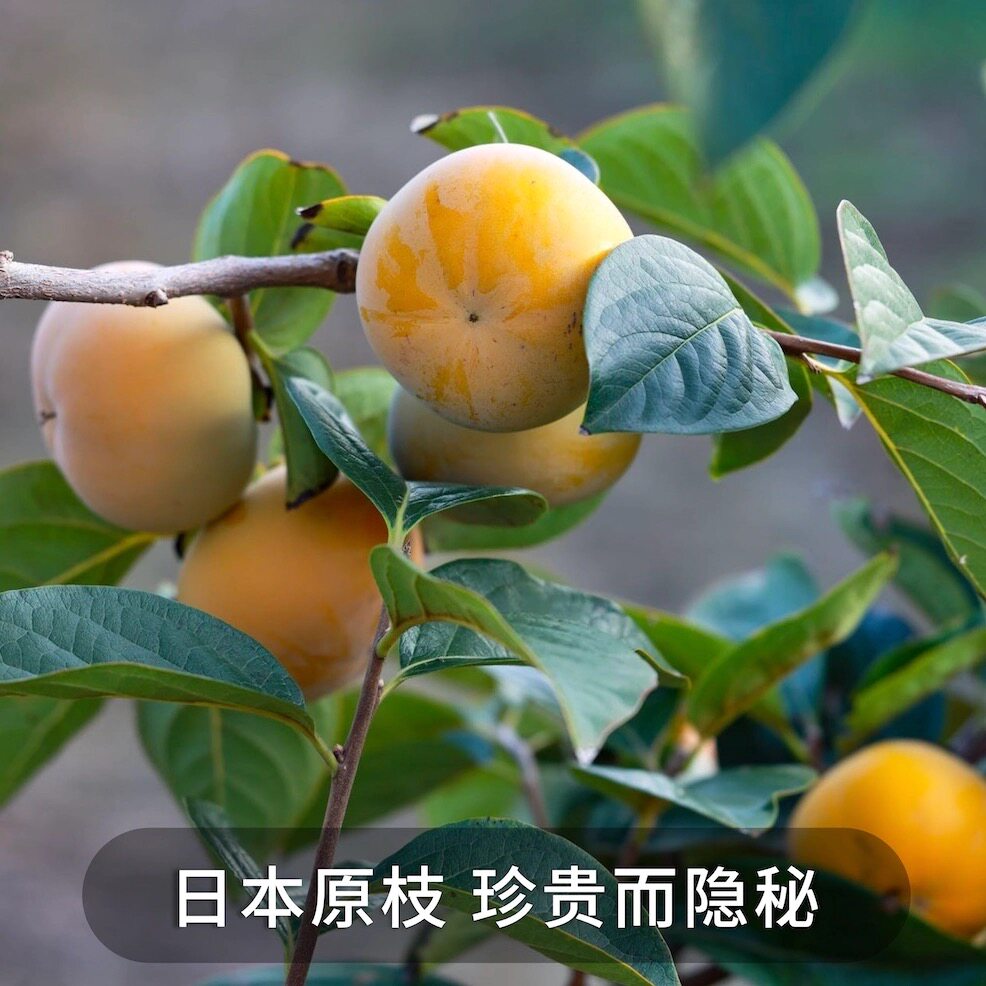 好吃的太秋甜柿 味道惊艳 青黄色就可以吃丑不好看