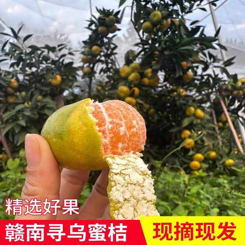 寻乌蜜橘  清甜多汁 酸甜可口 个头不大，味道浓郁（九甜一酸）