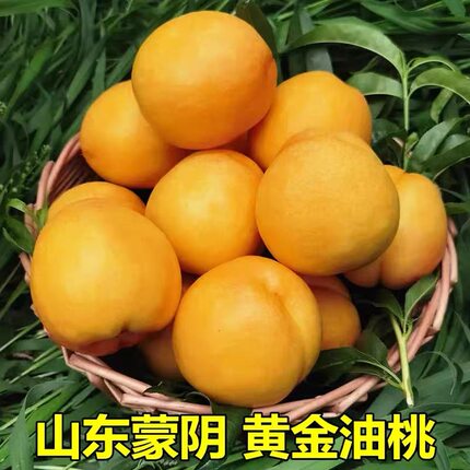 正宗山东蒙阴露天黄金油桃脆香甜多汁桃味浓郁