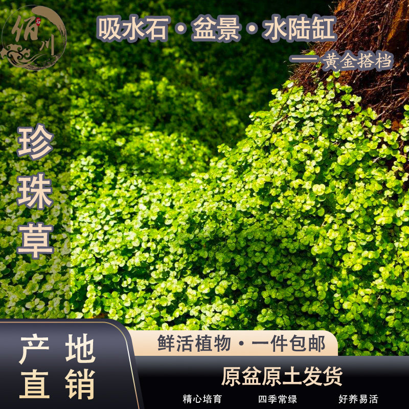 吸水石爬藤盆景四季常青水陆缸水池假山造景植物盆栽铺面水草,鲜花速递/花卉仿真/绿植园艺,绿植,淘宝优惠券,粉丝福利购,淘宝优惠卷