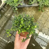 小叶薜荔掌叶霹雳BB草攀爬藤本植物水陆吸水石造景雨林缸微景观