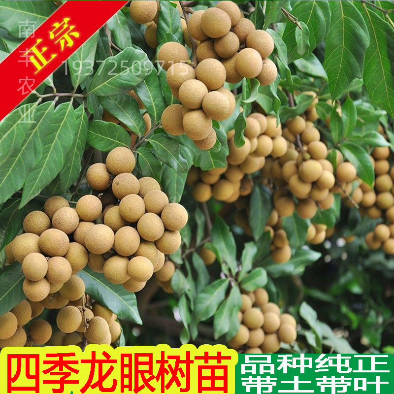 四季南方种植龙眼树苗