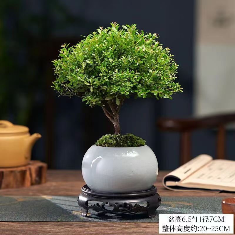 小叶赤楠老桩盆景苗植物花卉微景观水培办公室内好养四季常青盆栽