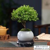 小叶赤楠老桩盆景苗植物花卉微景观水培办公室内好养四季 常青盆栽