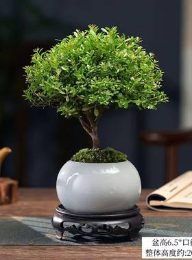 好养绿植小叶赤楠办公室内带盆