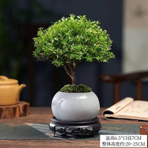 好养绿植小叶赤楠办公室内带盆