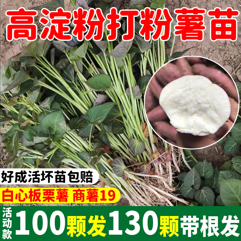 红薯苗秧种苗商薯19叶苗白心板栗地瓜种植种子打粉高产淀粉番薯种