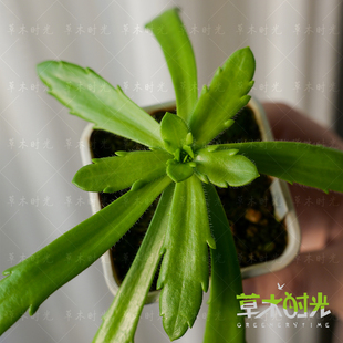 马德拉羽毛草Plantago aschersonii稀有奇异植物多年生四季常绿