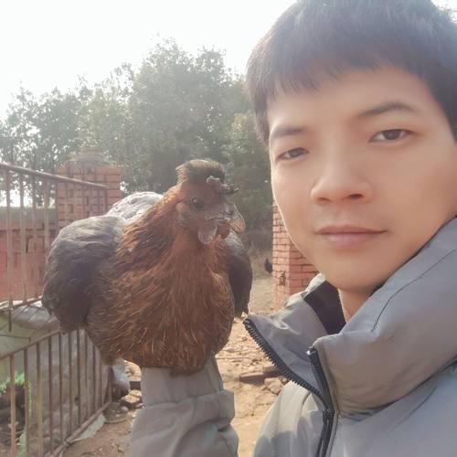 【顺丰冷链】江西老表正宗五谷杂粮散养走地鸡土鸡老母鸡乌鸡阉鸡