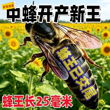 中蜂蜂王优质高产新开产卵交尾王蜜蜂种王双色天柱阿坝本地土蜂王