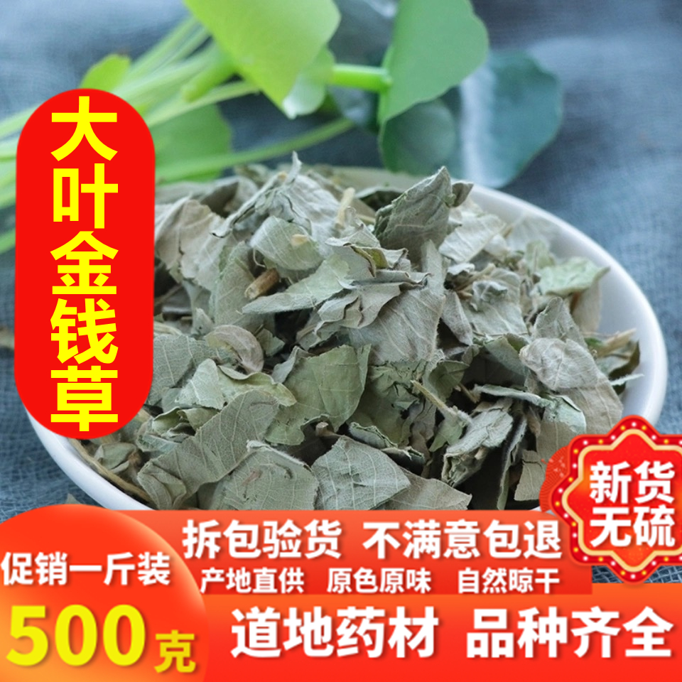 金钱草 广西大叶金钱草 新鲜 新货 中草药  化石草大叶