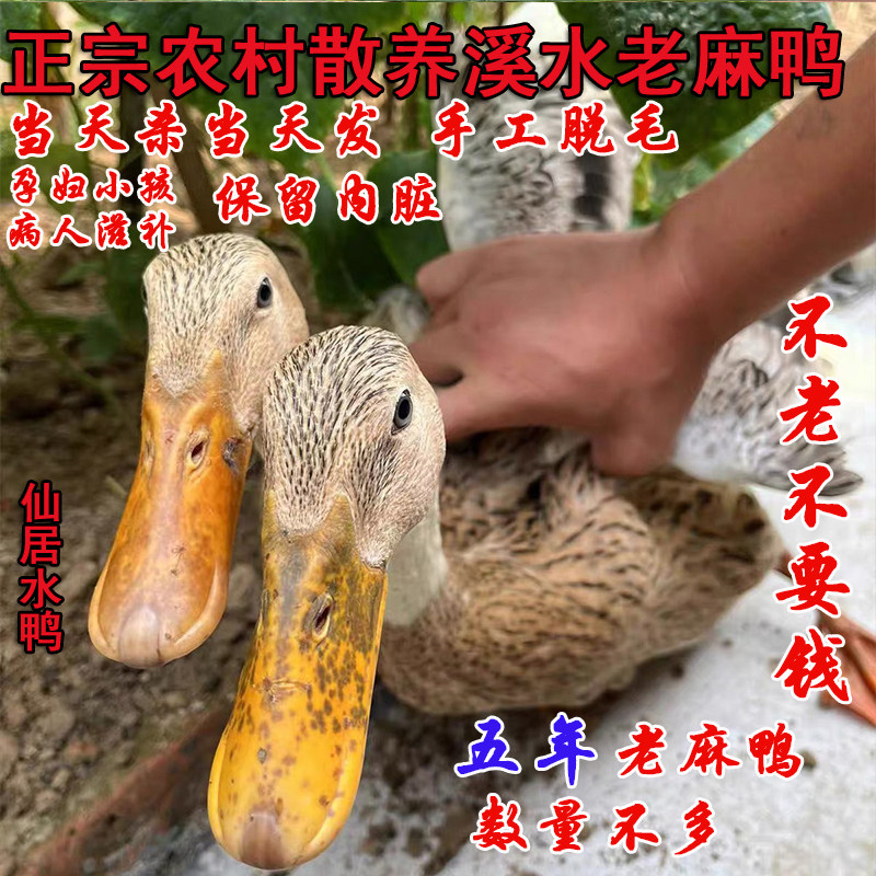 顺丰正宗新鲜现杀农家散养五年老鸭子散养土鸭子水鸭缙云绍兴麻鸭