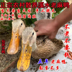 顺丰正宗新鲜现杀农家散养五年老鸭子散养土鸭子水鸭缙云绍兴麻鸭