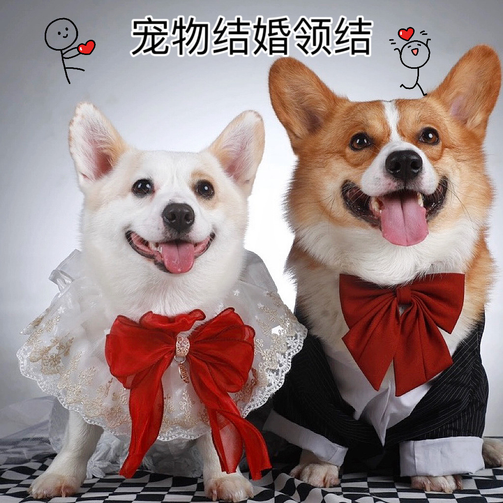 宠物猫咪蝴蝶结围脖口水巾图片