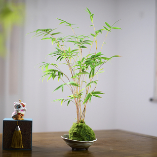 红观音竹盆栽米竹苔藓球植物盆景四季常青茶室客厅办公桌面绿植