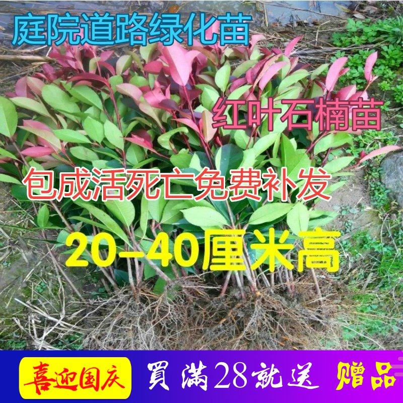 绿化苗红叶石楠小苗庭院红头石楠苗红罗宾四季常青绿化植物篱笆苗
