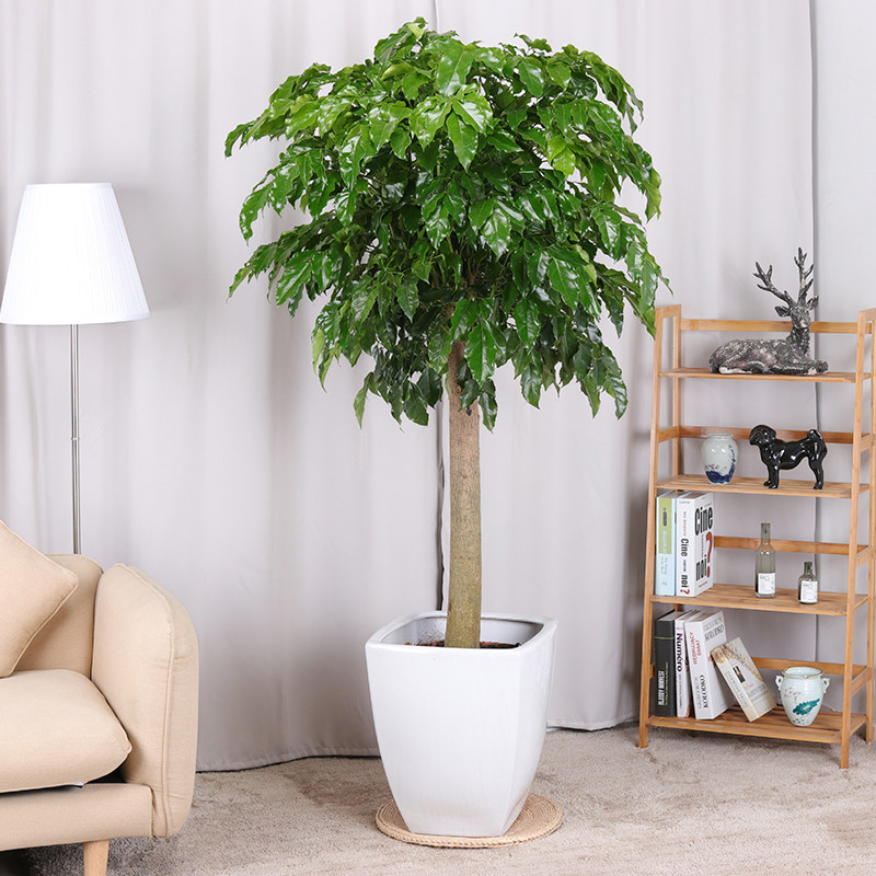 幸福树 绿宝平安树盆栽独杆大客厅植物长沙绿植送货上门四季常青