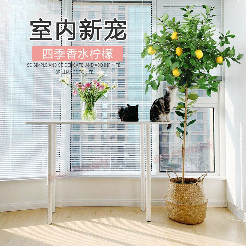 香水柠檬树大型客厅室内盆栽绿植