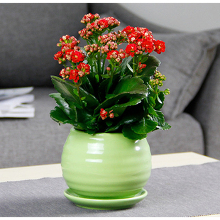 长寿花花卉带花苞花期长进口重瓣室内阳台办公桌绿植盆栽长沙同城