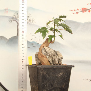 新品附石唐枫盆景 造型三角枫盆栽 小叶红芽枫树景观 室内绿植大