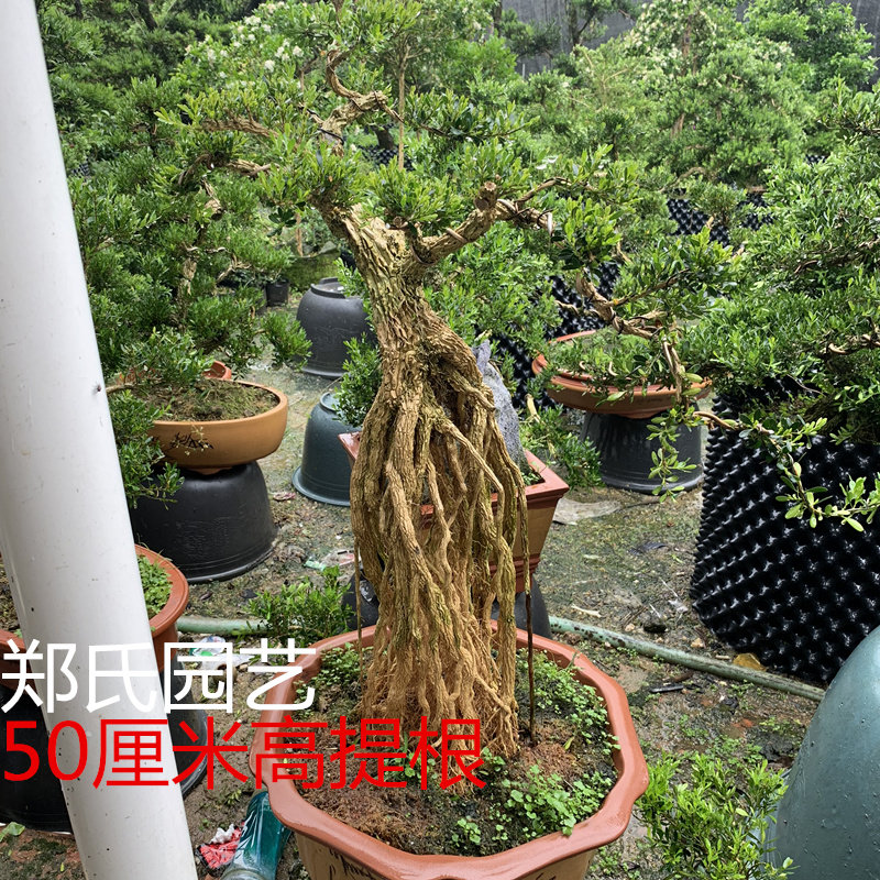 盆景雀舌龙鳞小叶黄杨室外植物