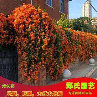 爬藤植物炮仗花苗盆栽四季 常绿垂吊攀爬植物庭院阳台围墙爬藤花苗