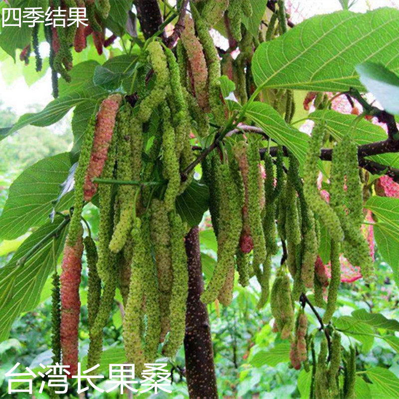 正宗台湾长果桑苗嫁接带果桑葚树苗盆栽地栽黑桑果树四季开花结果