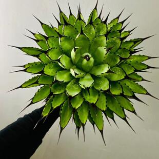 一末多肉绿肌八荒殿一物一拍龙舌兰科沙生植物景观绿植多肉