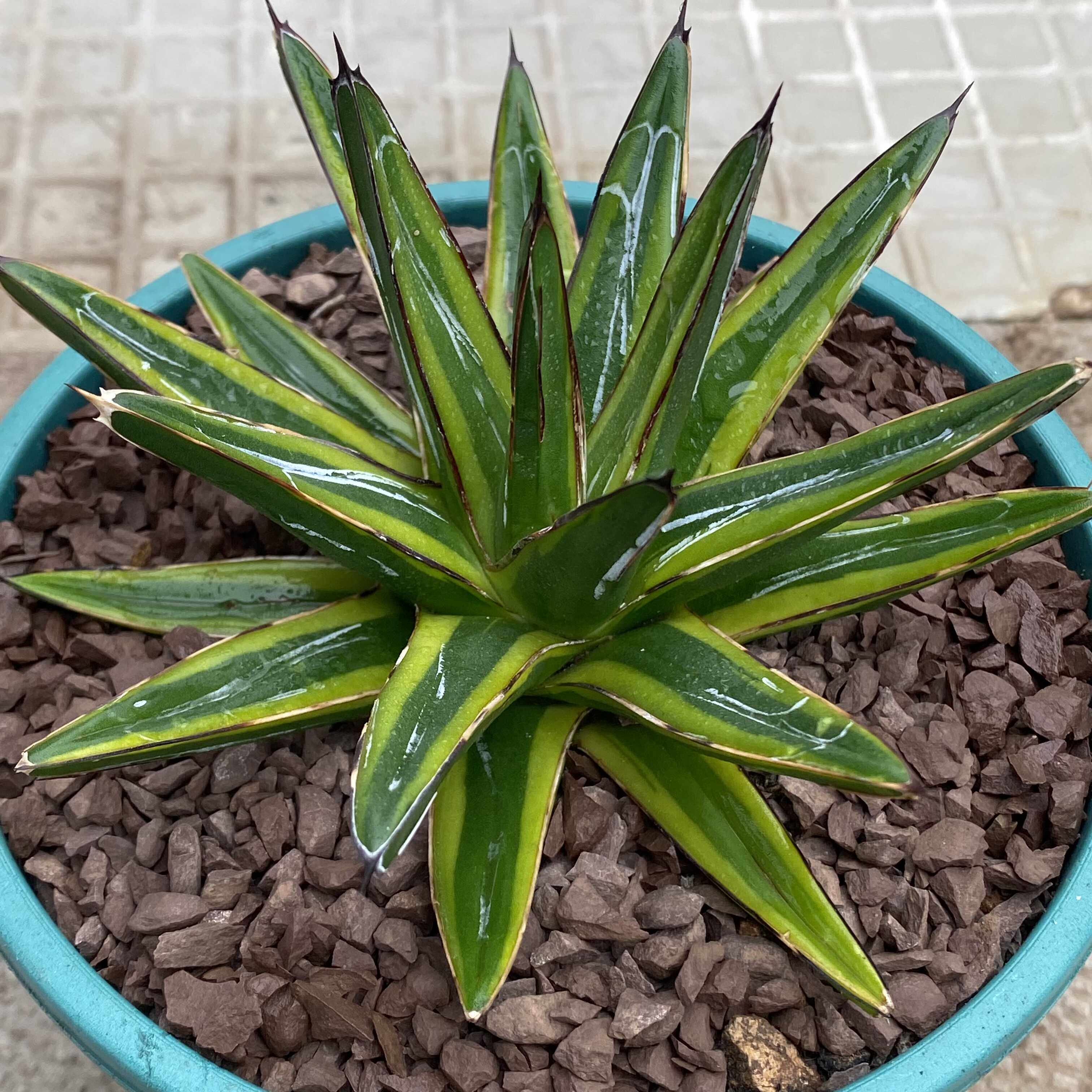 世之雪锦龙舌兰客厅阳台防辐射摆设创艺花卉绿植盆栽