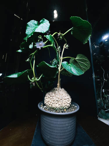 实生龟甲萝魔萝魔科植物又称外星植物开五角星形状潮流块根植物。