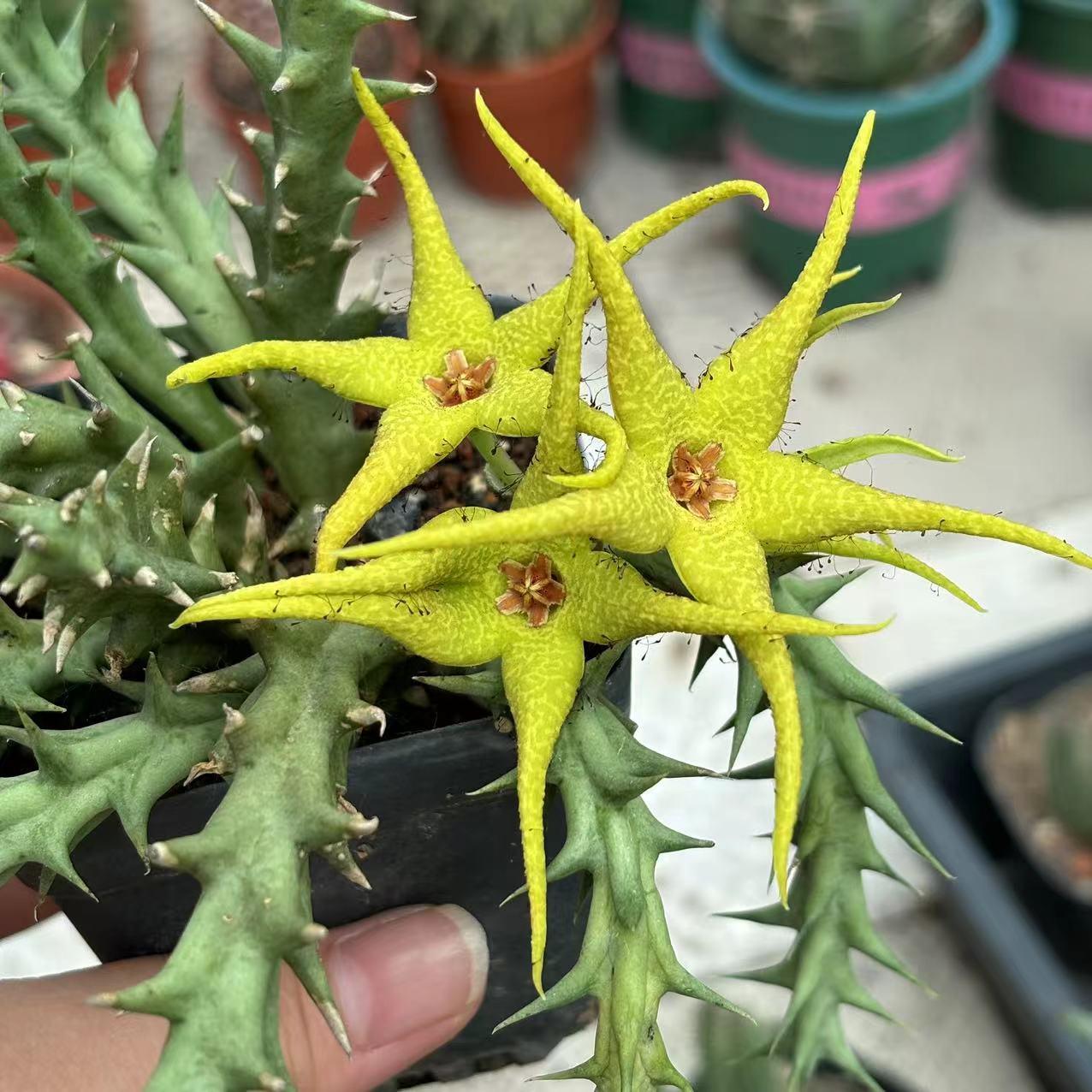 黄花尾花角散群萝藦科多肉植物组合盆栽阳台客厅趣味美观净化空气