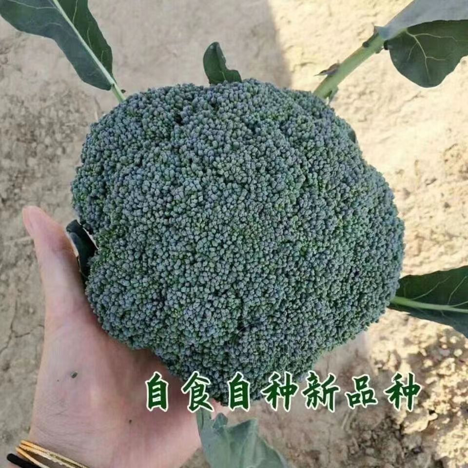 西兰花种籽春秋季花椰菜蔬菜种孑耐寒绿菜花四季有机青花菜种