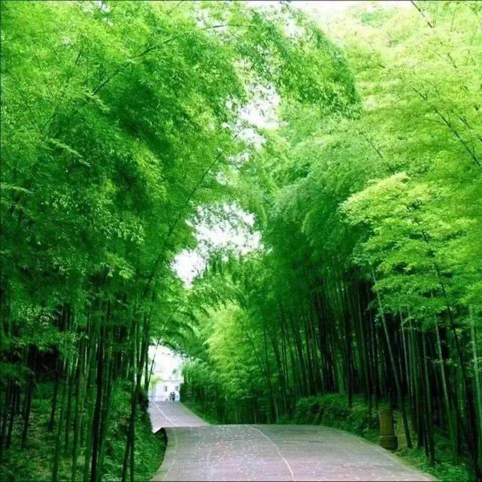 大型毛竹种子 生长快江南竹茅竹楠竹食用竹笋竹子种籽户外种植
