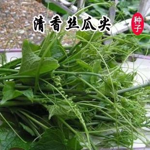 正品丝瓜尖种子丝瓜藤尖苗种籽四季佛手瓜嫩尖苋菜南瓜蔬菜种子