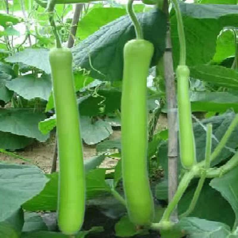 香嫩大肉瓠子瓜种子长瓠瓜蔬菜种子水瓜白瓜北瓜四季蔬菜种子高产,鲜花速递/花卉仿真/绿植园艺,家庭园艺种子,淘宝优惠券,粉丝福利购,淘宝优惠卷