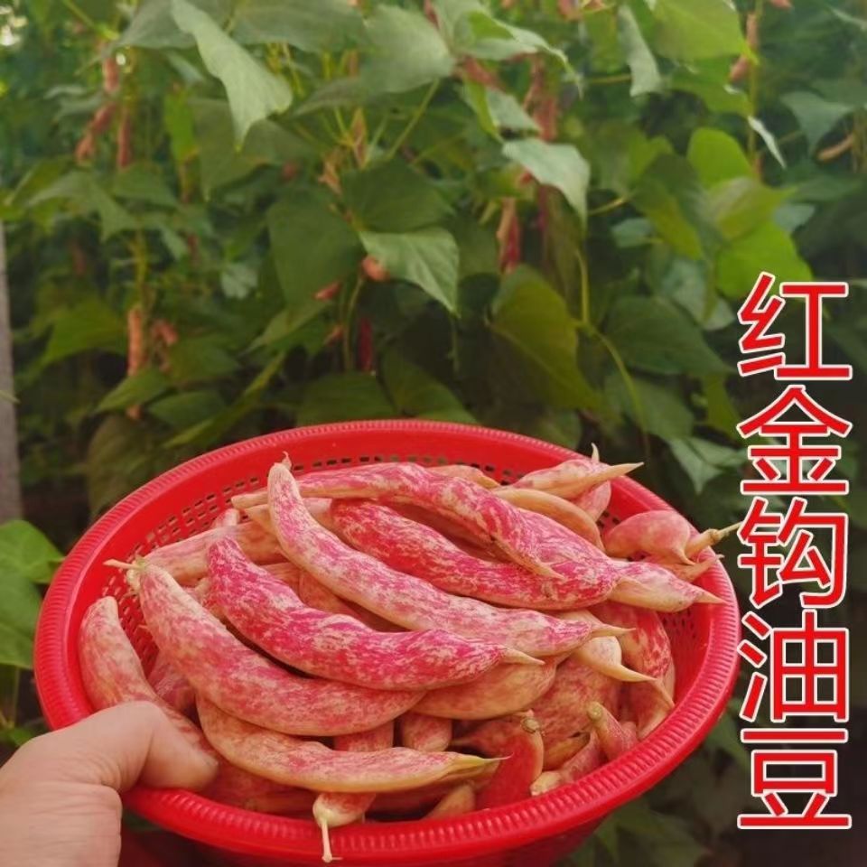 红金钩豆角种子东北黄金钩豆角种子油豆秋季芸豆种籽架豆四季播种