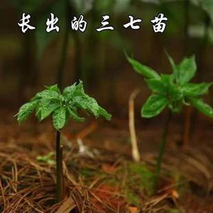 原装正品三七种子云南三七野生红籽新籽四季易种盆栽名贵药材种籽