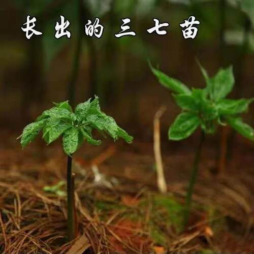 原装正品三七种子云南三七野生红籽新籽四季易种盆栽名贵药材种籽