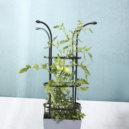 园艺植物盆栽玫瑰月季绿萝爬藤架植物钢管花支架支柱花架支撑杆