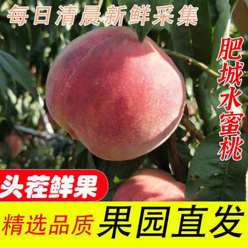 正宗肥城桃山东肥城水蜜桃