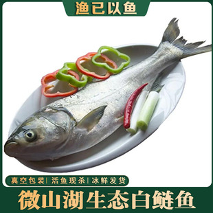 微山湖淡水白鲢鱼新鲜现杀鲢鱼白鲢食用鱼瓦块鱼红烧鲢鱼鳙鱼头