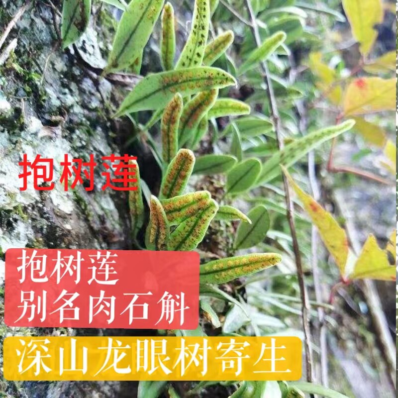 广西龙眼树寄生上树莲新鲜深山抱树莲桂圆树寄生茶上木蛇树苇包邮