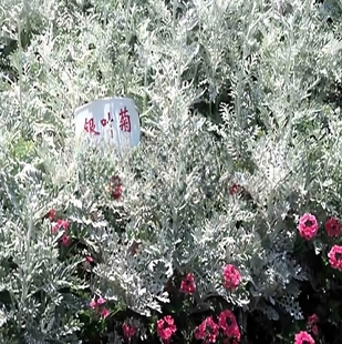 银色系植物 银叶菊 伞花蜡菊 花园造景露天地栽耐寒-20 带土发货
