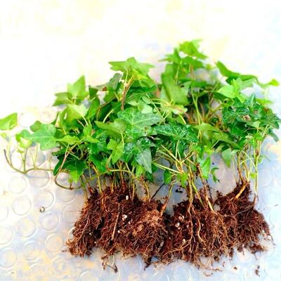 常春藤四季常青藤蔓植物垂吊新房净化空气阳台盆栽好养易活