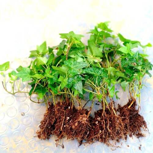 常春藤四季常青藤蔓植物垂吊新房净化空气阳台盆栽好养易活