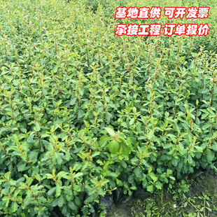 火棘小苗救军粮庭院花卉围墙篱笆绿化树苗带刺植物叫鸡粮火棘果