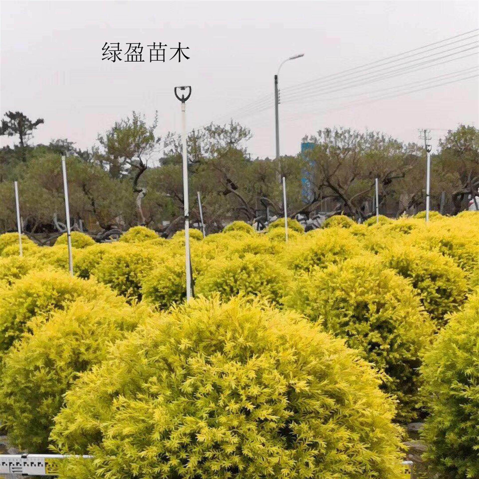 【直播专用】千层金 黄金香柳球形