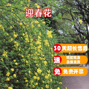 迎春花树苗盆景探春花连翘庭院盆栽攀援爬藤垂吊类花卉报春花植物