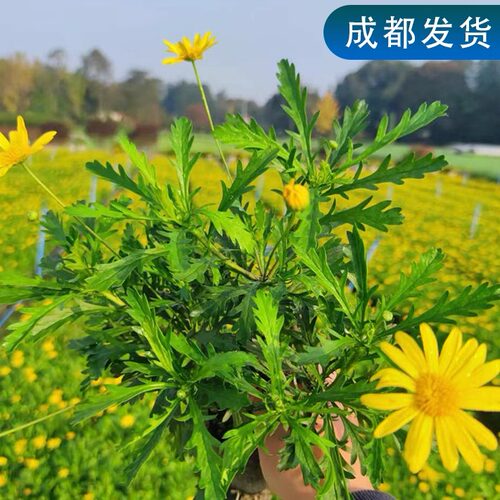 木春菊茼蒿菊花黄金菊庭院多季开花盆栽金黄色小花多年生耐寒花卉